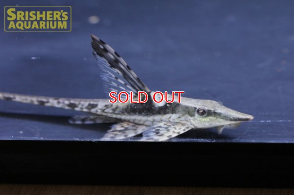 画像3: ストリソマ　アウレウム