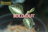 観葉植物 アネクトキルス ロクスバーギー "BROWN WITH CREAMY CENTER"　
