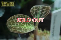 観葉植物 ドッシニア　マルモラータ　