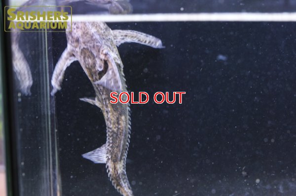 画像9: マーブルドラス　SP.　サウザンマラジョー　