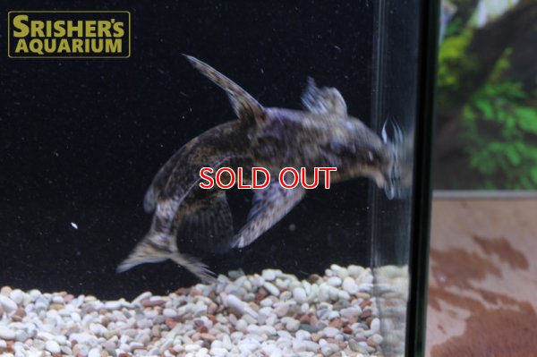 画像3: マーブルドラス　SP.　サウザンマラジョー　