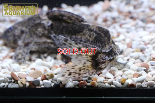 画像7: マーブルドラス　SP.　サウザンマラジョー　