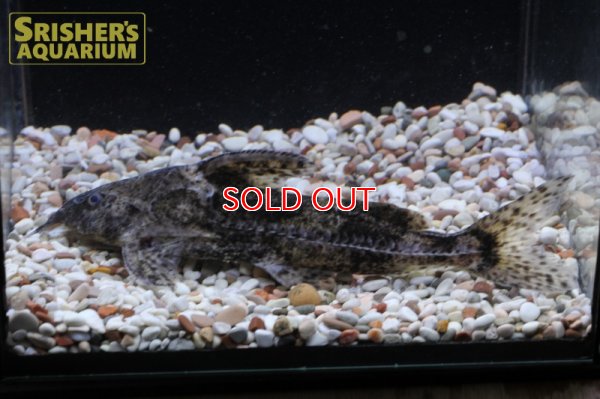 画像5: マーブルドラス　SP.　サウザンマラジョー　