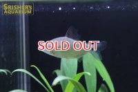 ディスティコダス　アフィニス