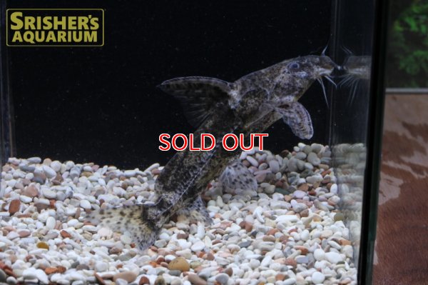 画像4: マーブルドラス　SP.　サウザンマラジョー　