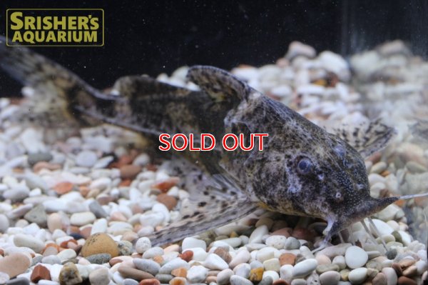 画像6: マーブルドラス　SP.　サウザンマラジョー　