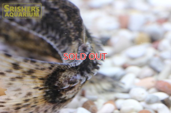 画像8: マーブルドラス　SP.　サウザンマラジョー　