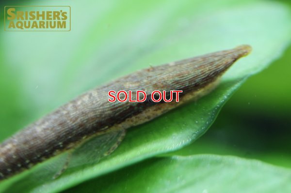 画像3: グリーンファロエラ（コロンビア）