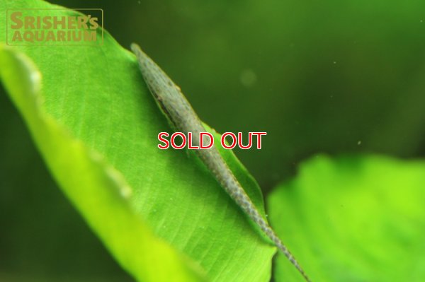 画像4: グリーンファロエラ（コロンビア）