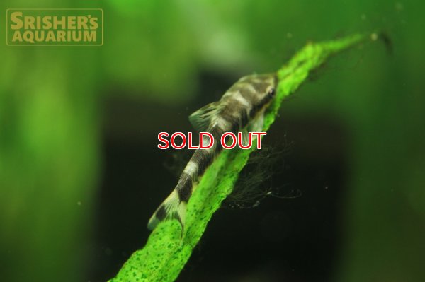 画像3: ゼブラオトシン（リアル）