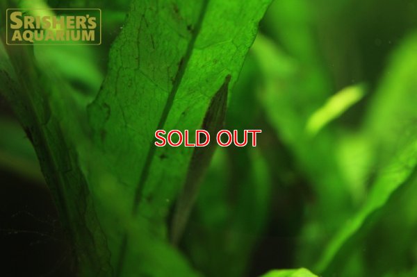 画像6: グリーンファロエラ（コロンビア）