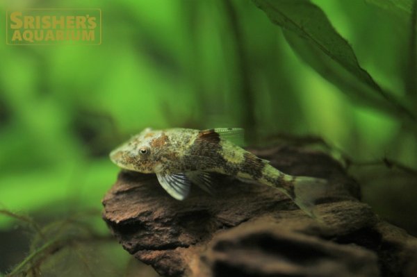 画像1: ピグミータイガーオトシン