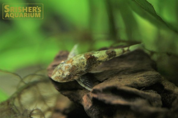 画像4: ピグミータイガーオトシン