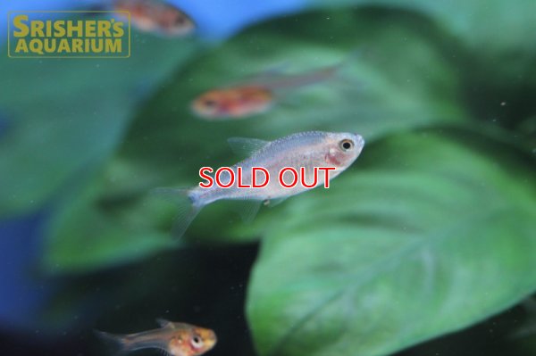 画像5: レッドフィンブルーベリーインパイクティステトラ