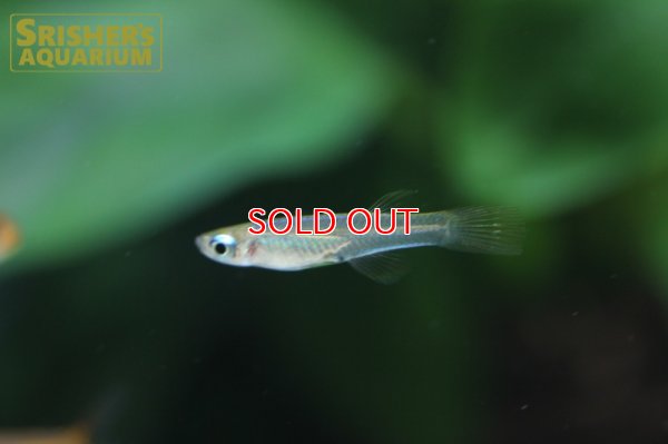 画像3: ミクロパンチャックス　スティグマトピグス (Poropanchax stigmatopygus)