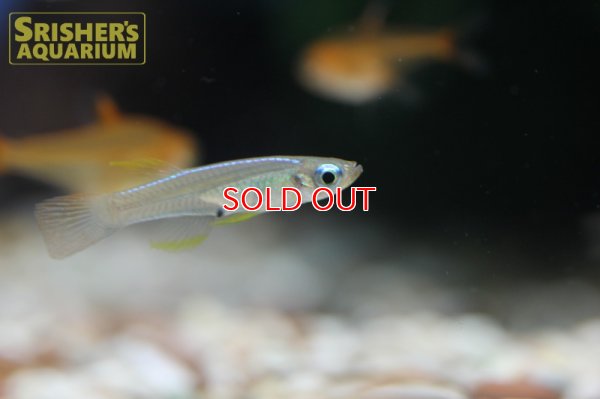 画像8: ミクロパンチャックス　スティグマトピグス (Poropanchax stigmatopygus)