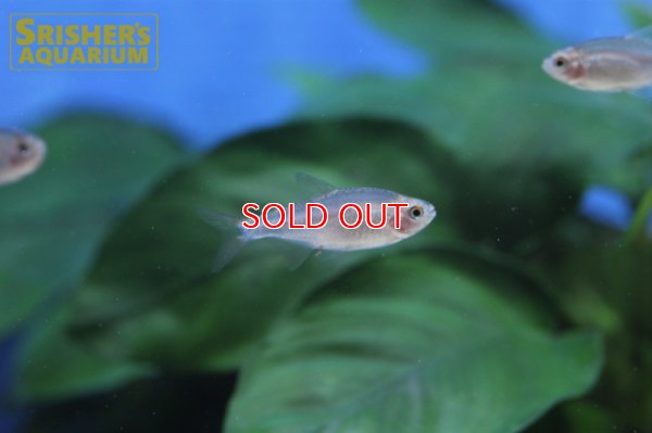 画像4: レッドフィンブルーベリーインパイクティステトラ