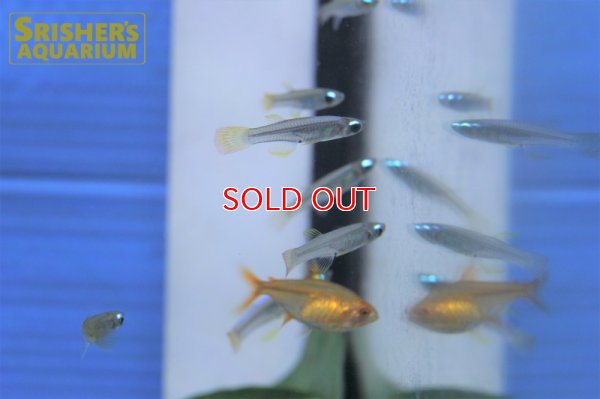 画像9: ミクロパンチャックス　スティグマトピグス (Poropanchax stigmatopygus)