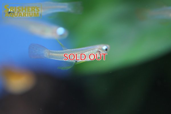 画像4: ミクロパンチャックス　スティグマトピグス (Poropanchax stigmatopygus)