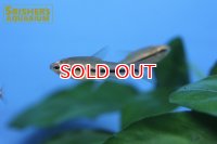 ネオレビアス　トレワバサエ　WILD