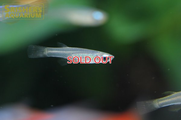 画像5: ミクロパンチャックス　スティグマトピグス (Poropanchax stigmatopygus)