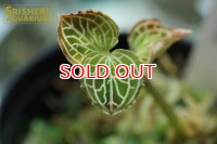 観葉植物 アネクトキルス レインワルディ