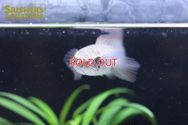 画像4: チャンナsp.　サンピット川