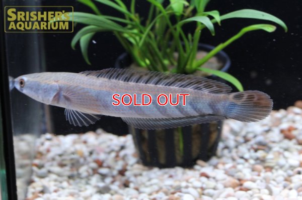 画像6: チャンナsp.　サンピット川