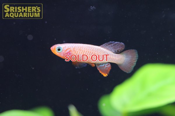 画像3: ノソブランキウス キサキ(ペア)