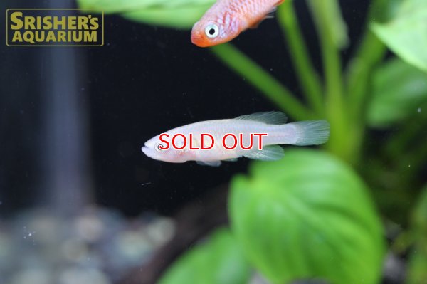 画像6: ノソブランキウス キサキ(ペア)