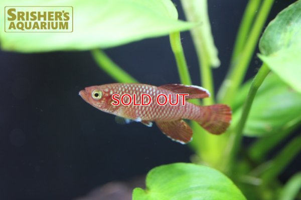 画像3: ノソブランキウス　コーソザエ（ペア）