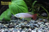 ノソブランキウス　フォーシャイ（オス）