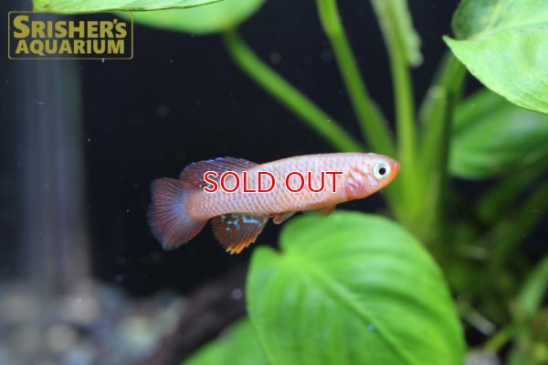 画像4: ノソブランキウス キサキ(ペア)