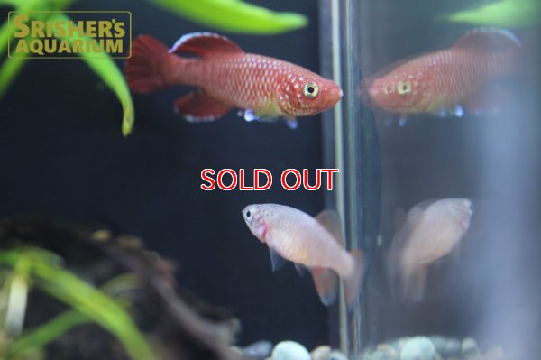 画像6: ノソブランキウス　コーソザエ（ペア）