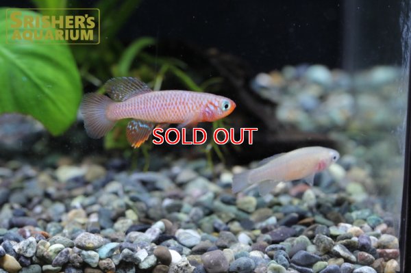 画像5: ノソブランキウス キサキ(ペア)