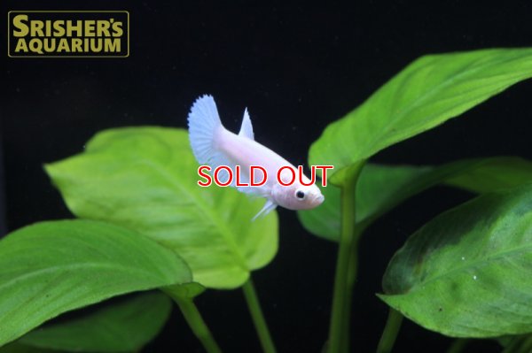 画像3: ベタ ハーフムーン ホワイト　MIX（国産）