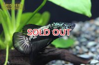 ベタ　ハーフムーンプラガット　サムライ　オス