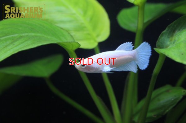 画像6: ベタ ハーフムーン ホワイト　MIX（国産）