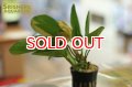水草 エキノドルス sp.ファンシーツイスト（１POT）