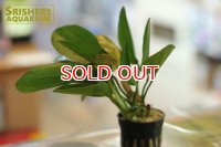 水草 エキノドルス sp.ファンシーツイスト（１POT）