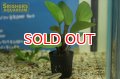 水草 エキノドルス ビッグベアー(１ＰＯＴ)