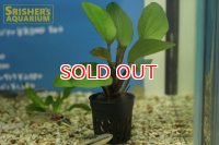 水草 エキノドルス ビッグベアー(１ＰＯＴ)