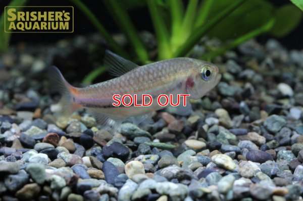 画像5: シャラクテトラII (M) WILD 　