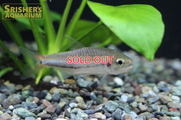 画像4: シャラクテトラII (M) WILD 　