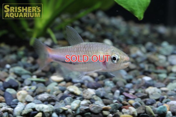 画像6: シャラクテトラII (M) WILD 　