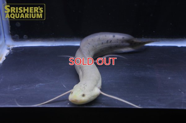 画像5: プロトプテルス アネクテンス