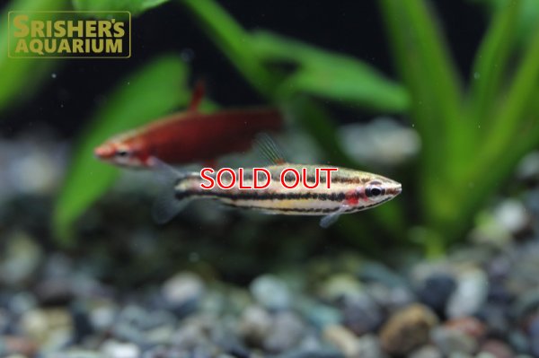 画像4: クリムゾンレッドペンシル（ペア）