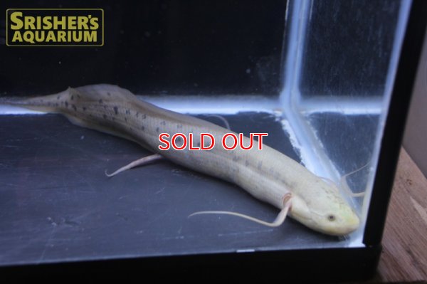 画像4: プロトプテルス アネクテンス