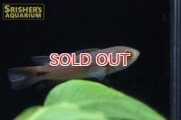 クテノポマ　ペレグリニ