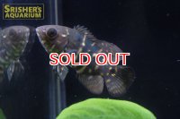 オスカー　アラグアイア  WILD (Astronotus crassipinnis)